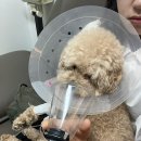베를린 동물치과센터 | [베를린동물치과센터] 강아지 스케일링 후기!