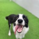 조이풀독 이미지