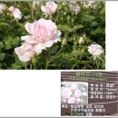 장미5_울산대공원 분홍,흰장미 이미지