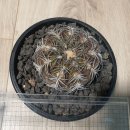 분양중) 천평환 퓨닐렌스 (Gymnocalycium spegazzinii var. punillense) 이미지