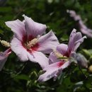 무궁화비료 이미지