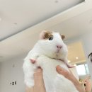 험프티덤프티 네이버블로그