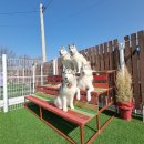 뛰어놀개 애견펜션 | 허스키 퓨리스키와 다녀온 영흥도 애견펜션 '가을이네펜션'