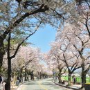 세보한의원 | 경주 대추밭백한의원 5대 원장님 진료후기 (일요일 진료)