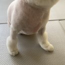 땡큐 베리 도그 이미지