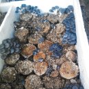 폐품을 활용한 느타리버섯 재배하기... 이미지