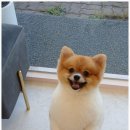 펫살롱 꽃단장 이미지