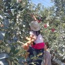 얼음골애플오토캠핑장 이미지