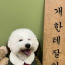 애견호텔 이미지