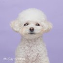 리본반려견 유치원 | 달링 스튜디오에는 달링랜드 부산 애견유치원과 호텔이 있습니다 ! :D 🐶 오늘도 평화로운 달링랜드의 하루