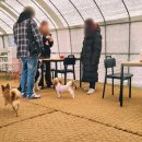 워킹애니멀스쿨 이미지