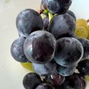 지우농장 이미지