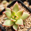 별따오기 이미지