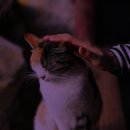 순한고양이 이미지