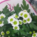 들꽃향기 이미지