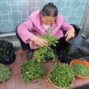 이영춘「풀잎」 이미지