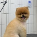 윌리하니 그루밍 이미지