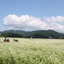 메밀꽃피면 이미지