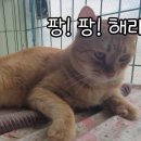 금동이네 이미지