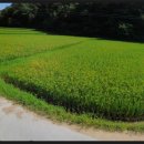 여주-0546 Daum카페