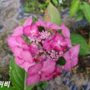 디엘마르 Daum카페