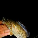 스테이한돌 이미지