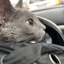 은하수 동물병원 | 광주 은하수 동물병원 고양이 스케일링 후기 (치아흡수성병변)