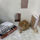 오독안심분양센터 강아지분양 고양이분양 목동점 네이버블로그