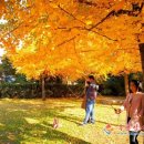 금빛 민박 이미지