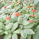 풍기인삼사 이미지