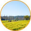 도원체육공원 인라인스케이트장 | 남지유채꽃축제 일정 창녕 남지체육공원 낙동강 유채꽃밭 명소 가볼만한곳