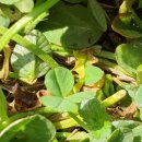 한잎클로버 이미지