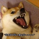 스위트왈왈 네이버블로그