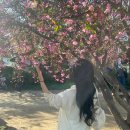 하나농장 | 두물머리 양수리딸기농장체험, 무한 시식 찐 후기