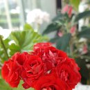 스타로프 이미지