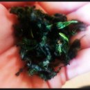 참 한삼 이미지