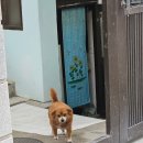 파스타오빠헤이리점