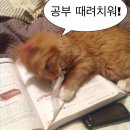 2024 cpa 2차 시험 후기