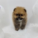 야옹아 멍멍해봐 삼각점 이미지