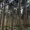 오름전기조명 | [제주] 붉은오름 자연휴양림 캠핑｜1박 7천원 가성비 캠핑장 2박 3일 후기