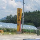 동갈보대 이미지