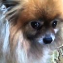 석수동물병원 이미지