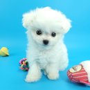 동양애견 강아지분양 고양이분양 이미지