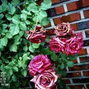인창주유소 이미지