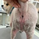 몽글댕글 이미지