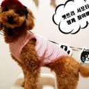 펫트리 이미지
