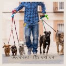 (단기)반려동물 펫시터(자격증) 이미지