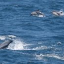 고래야 <미래도시> 이미지