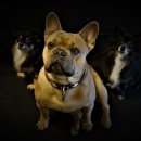 러브펫 멀티 펫샵 이미지