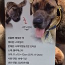 역전농장 | [견생역전] 브라운들을 위한 봉제 키링 클라우드 펀딩